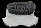 Bumpy Morocops Trilobite With Nice Eye Facets #79848-1